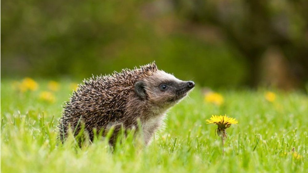 Lebensraum schwindet: Igel ist das Tier des Jahres 2024