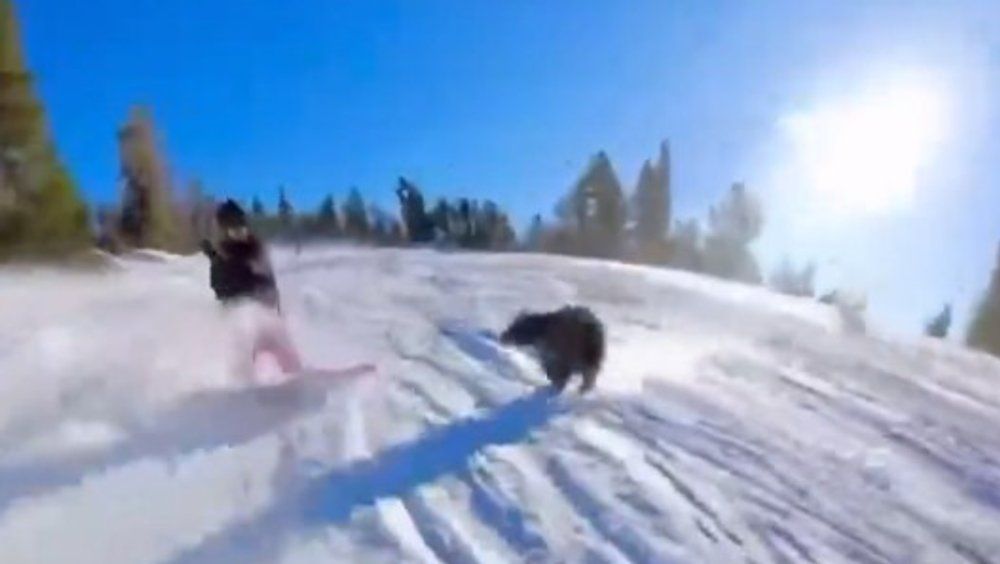 Bär rammt Snowboarder von der Piste