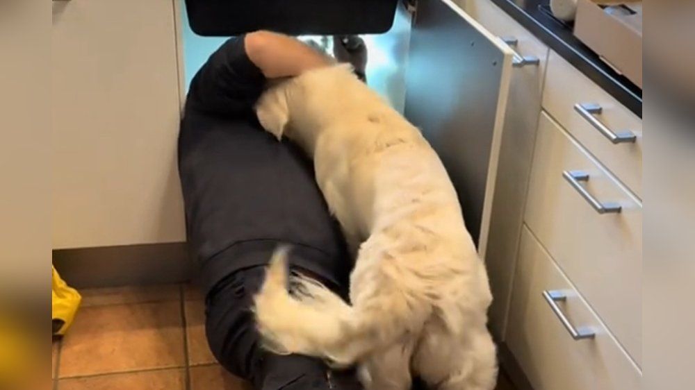 Golden Retriever "hilft" beim Klempnern - und geht viral