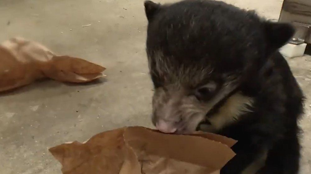 Zoo sucht Namen für süßen Bärennachwuchs