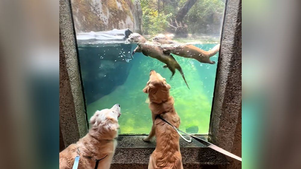 Video: Golden Retriever sehen Otter-Pärchen und flippen aus