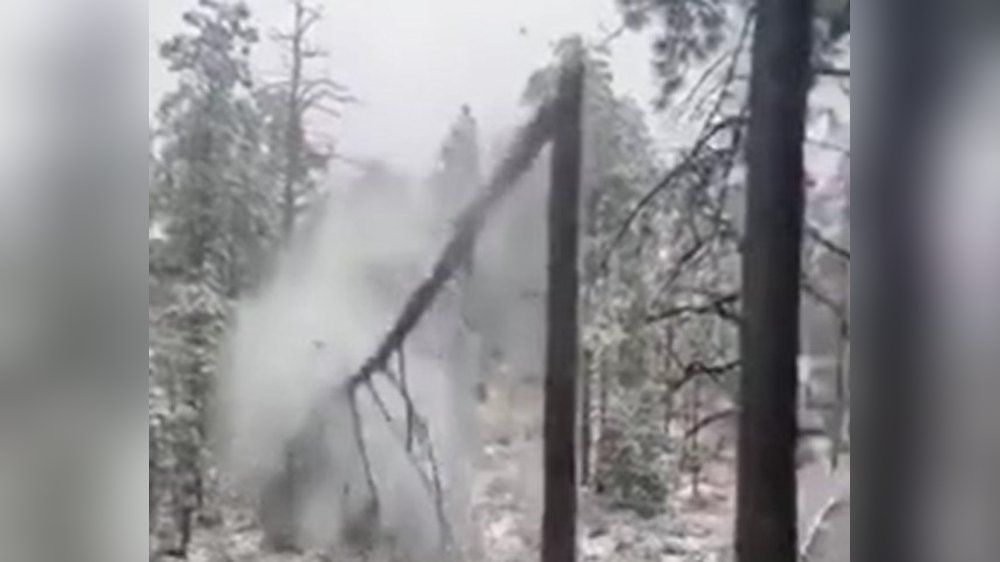 Video: Nach Eisregen: Bäume brechen in der Mitte durch