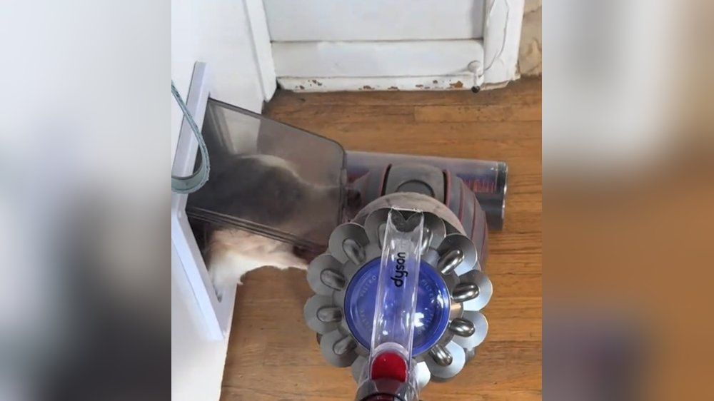 Video: Kleiner Hund bekämpft Staubsauger und geht viral