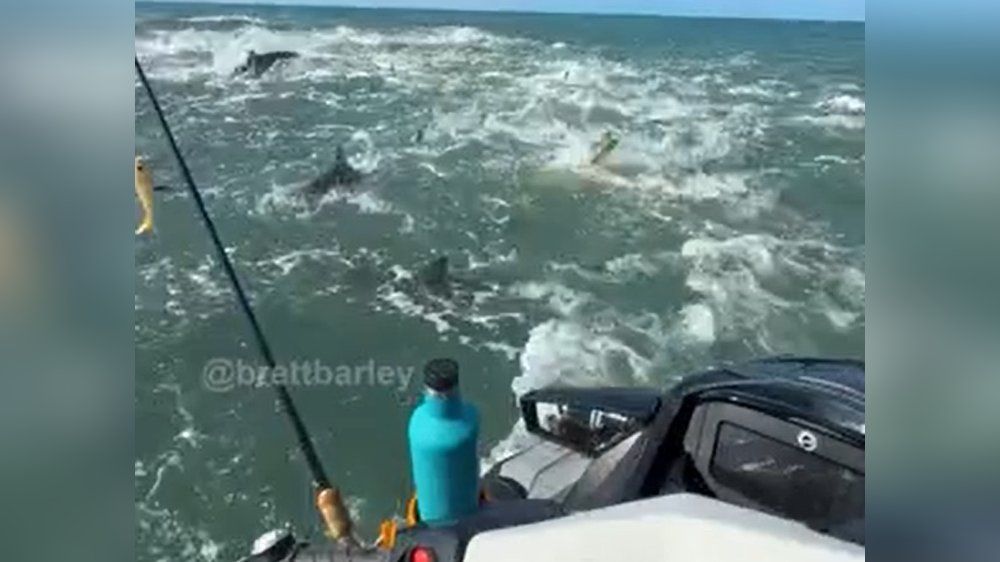 Video: UnHAImliche Erfahrung: Jetskifahrer von Raubfischen umzingelt