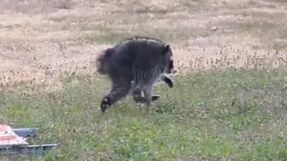 Video: Waschbär mit seltener Mutation erobert Tausende Herzen