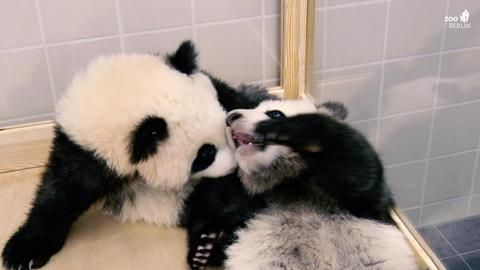 Pandas im Zoo Berlin: Pit und Paule wollen sich zeigen