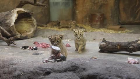 Löwen-Fünflinge im Leipziger Zoo erstmals präsentiert