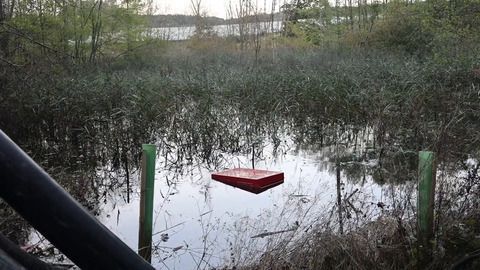 Zu gut gebaut: Biberdamm sorgt für Überschwemmung