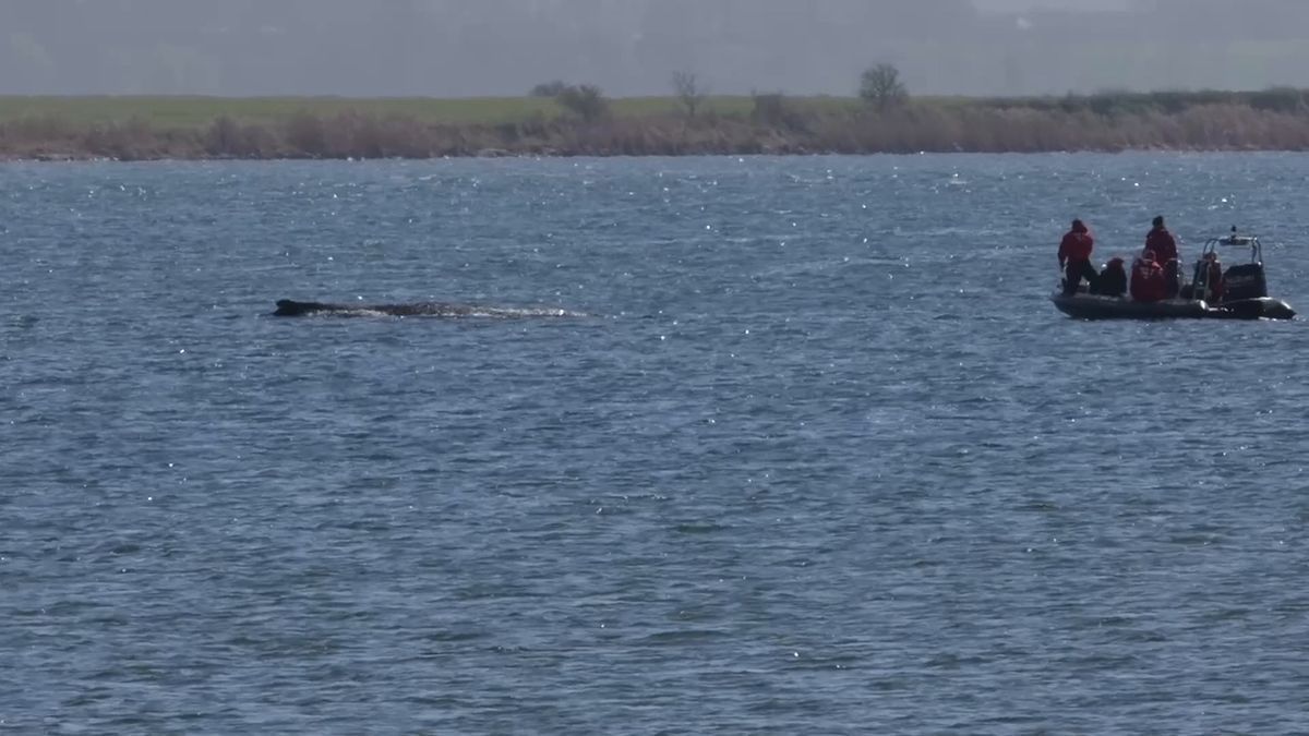 Video: Gestrandeter Wal: Atmung inzwischen schwächer