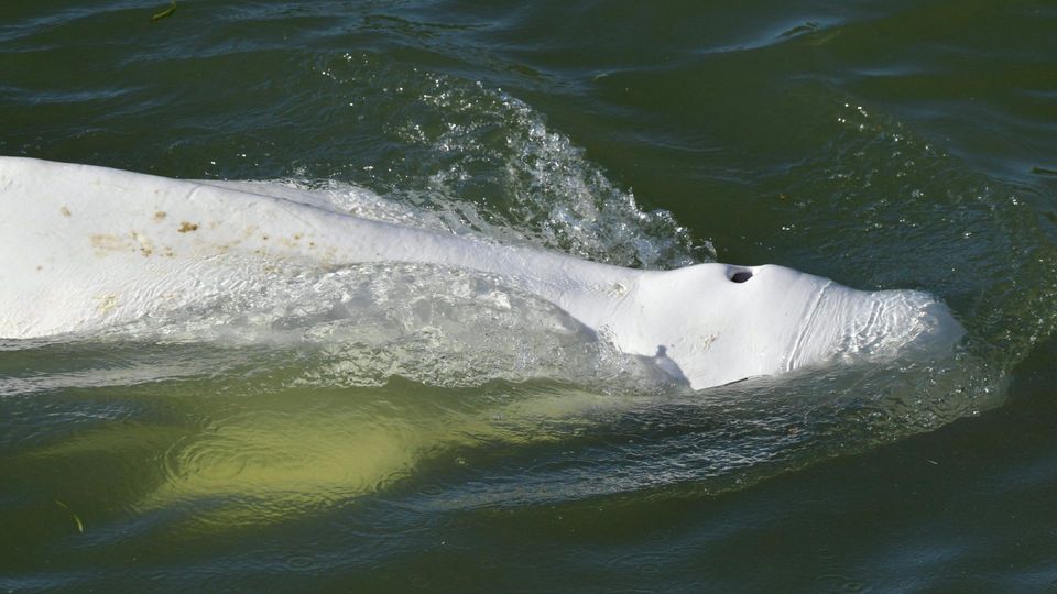 Abgemagerter Weißwal verirrt sich in eine Schleuse in Frankreich