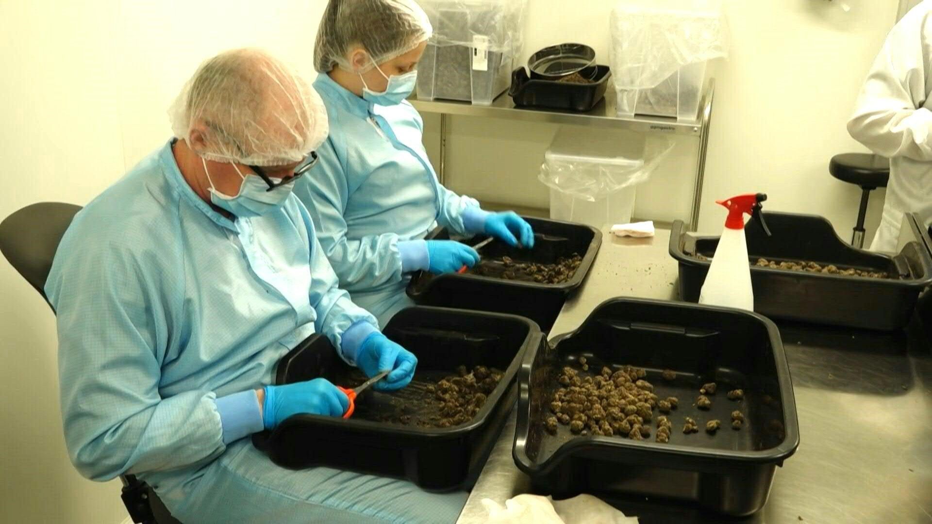 Medizinisches Cannabis boomt dank Legalisierung