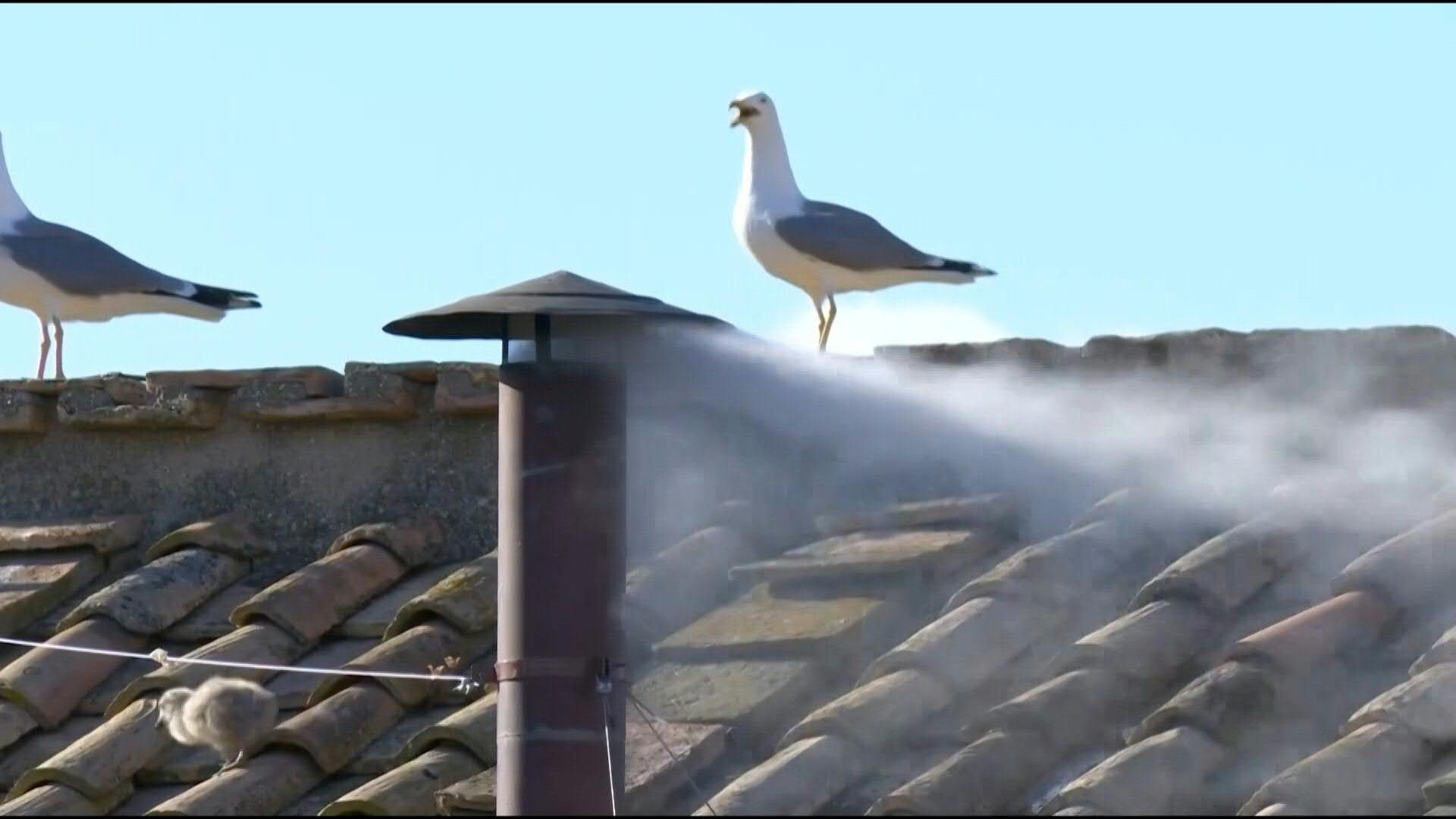 Video: White smoke, crowds in Vatican as new pope elected