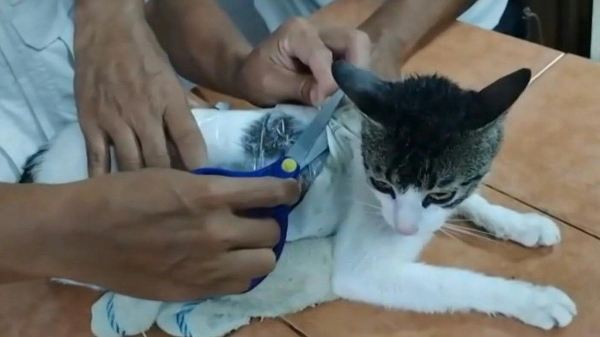 Katze als Drogenkurier in Costa Rica