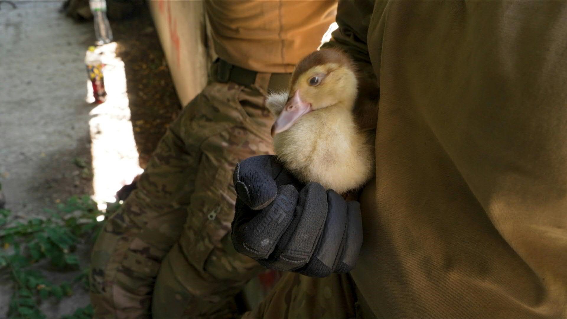 Ukrainische Soldaten: Mit Entenküken beim Kriegstraining