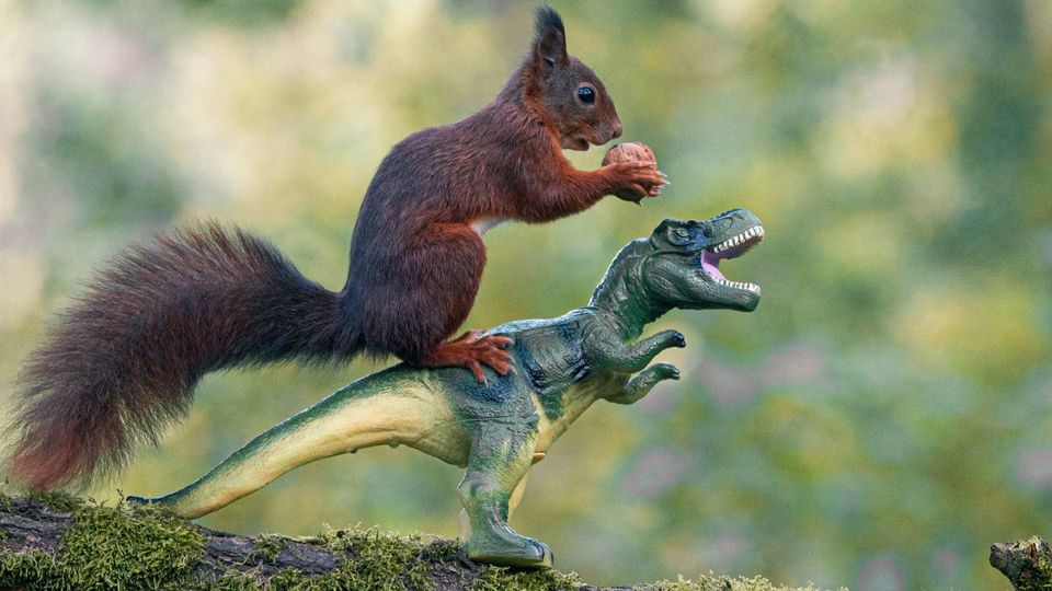 Süße Nussknacker: Tierfotograf setzt Eichhörnchen in Szene