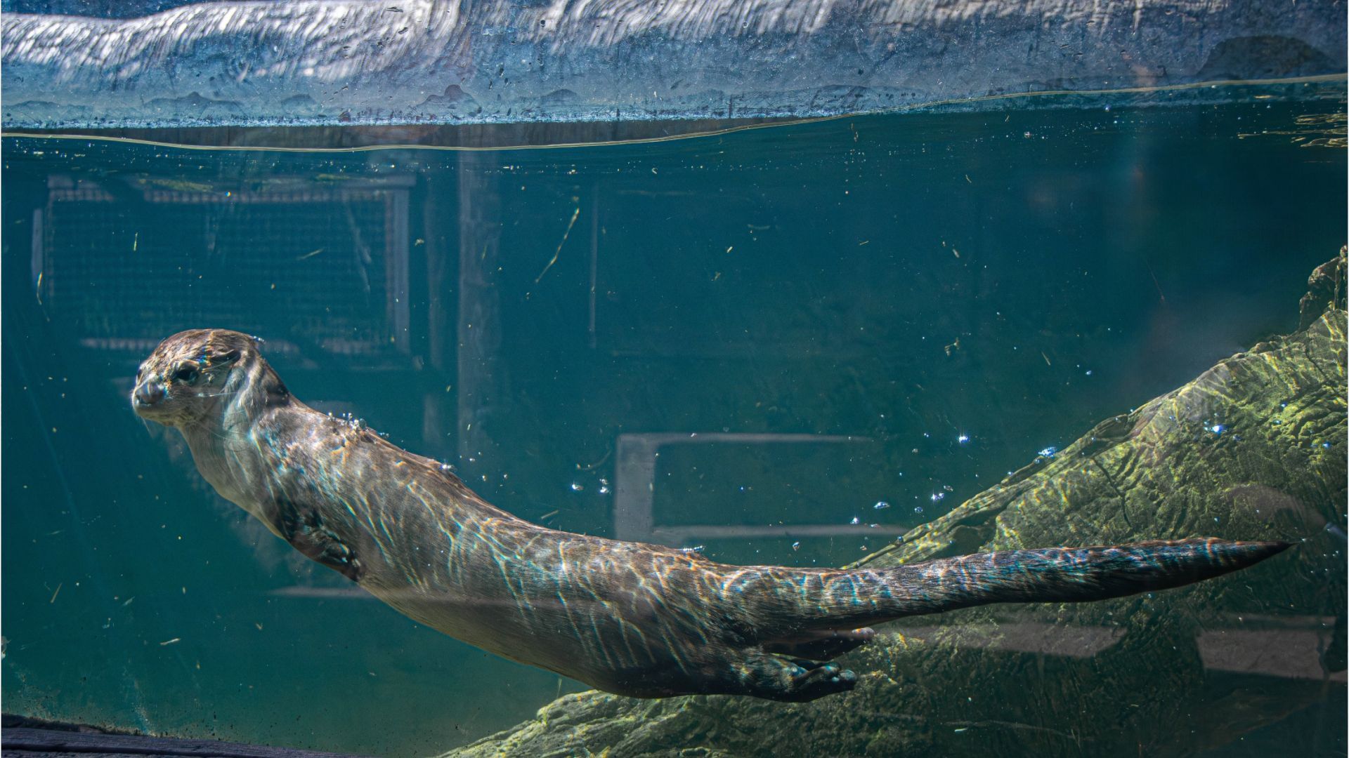 Frozen Treats, Ice Cold Showers, and a Dip in the Pool: How Otters & Co Cool Off at the Zoo