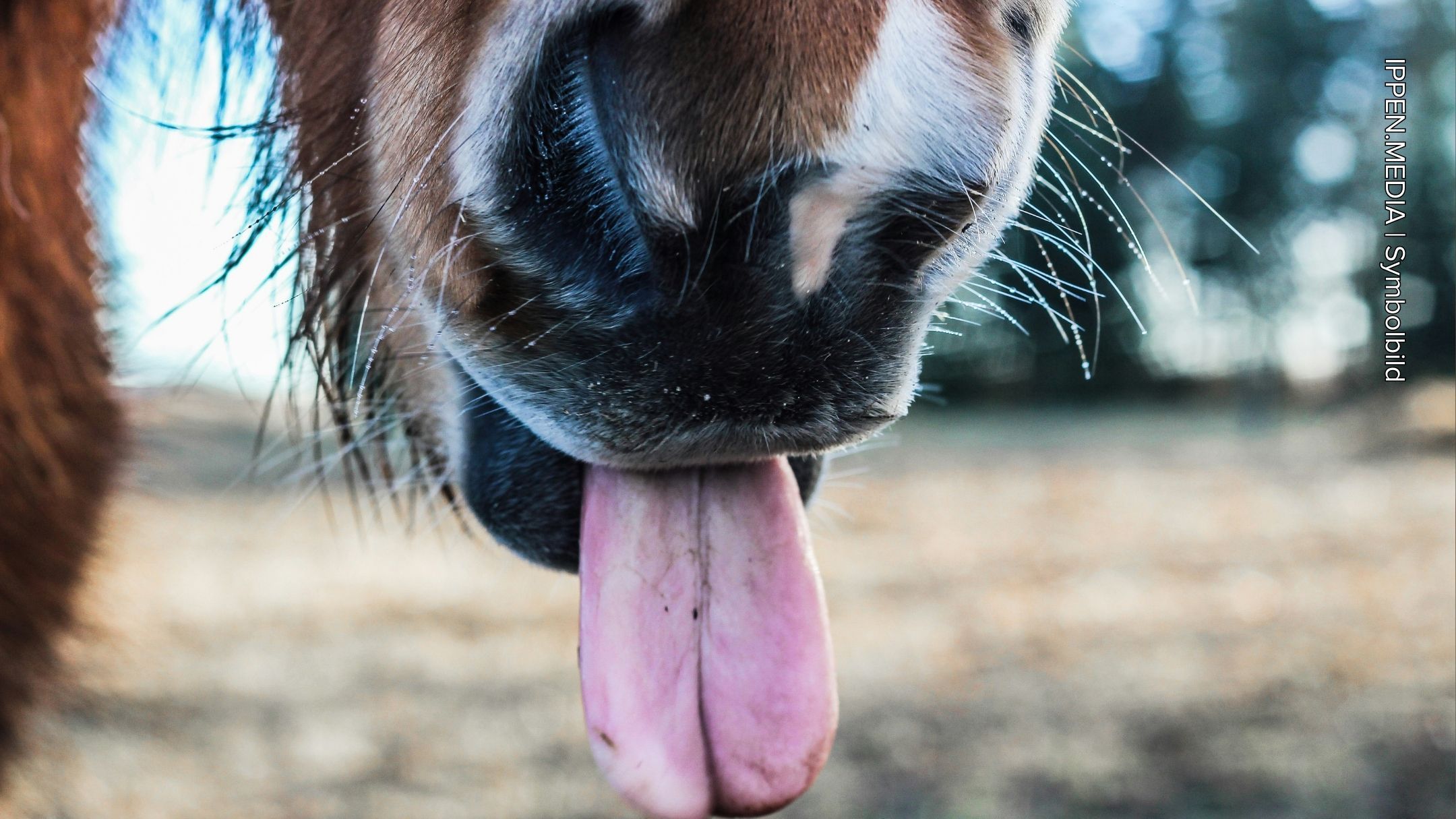 Geheime Sprache der Pferde: Wie sie uns mit Lauten und Körpersprache kommunizieren