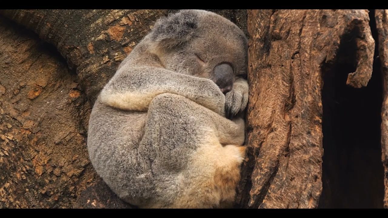 Internationaler Tag der Koalas