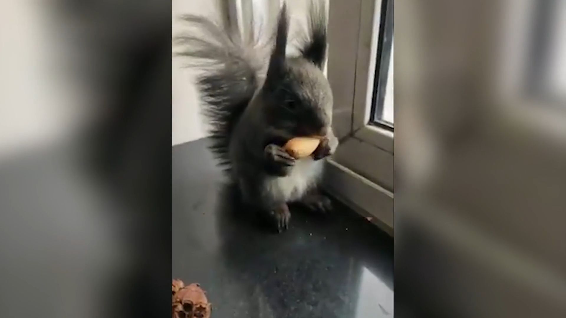 Extrem süß - Eichhörnchen-Besuch