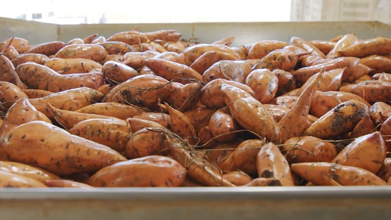 The sweet potato is a treasure for health