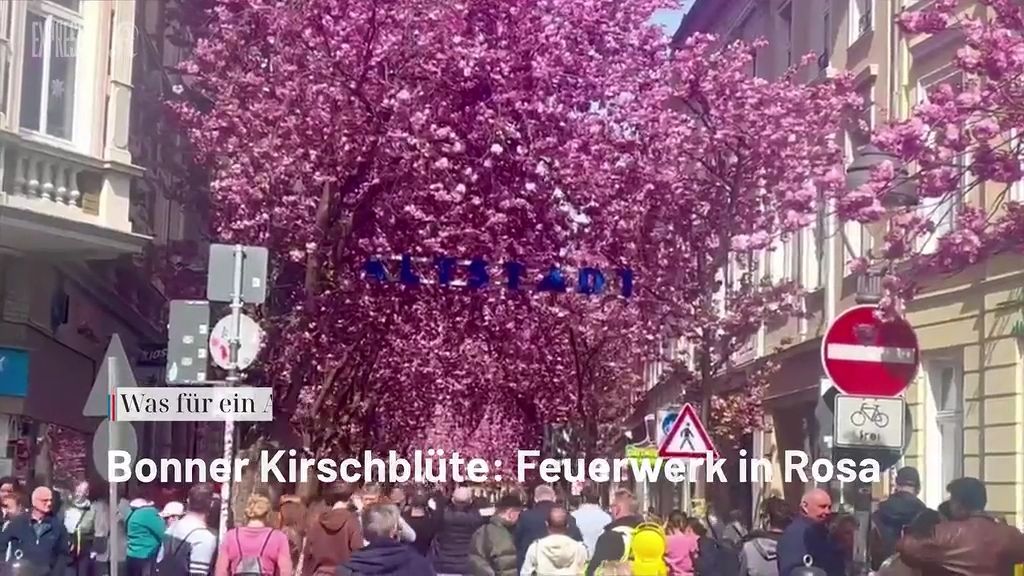 Video: Bonner Kirschblüte: Ein rosa Blütenmeer