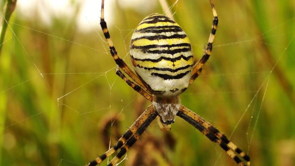 Thorn-finger spider, angle spider and wasp spider - these five spider species can be found in Germany