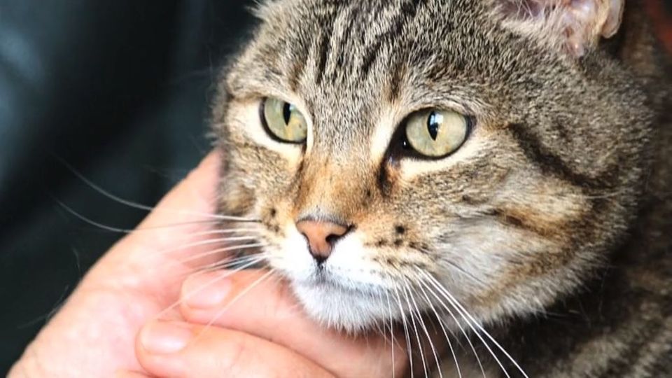 Horrorurlaub Lähmung Nach Dem Streicheln Einer Katze