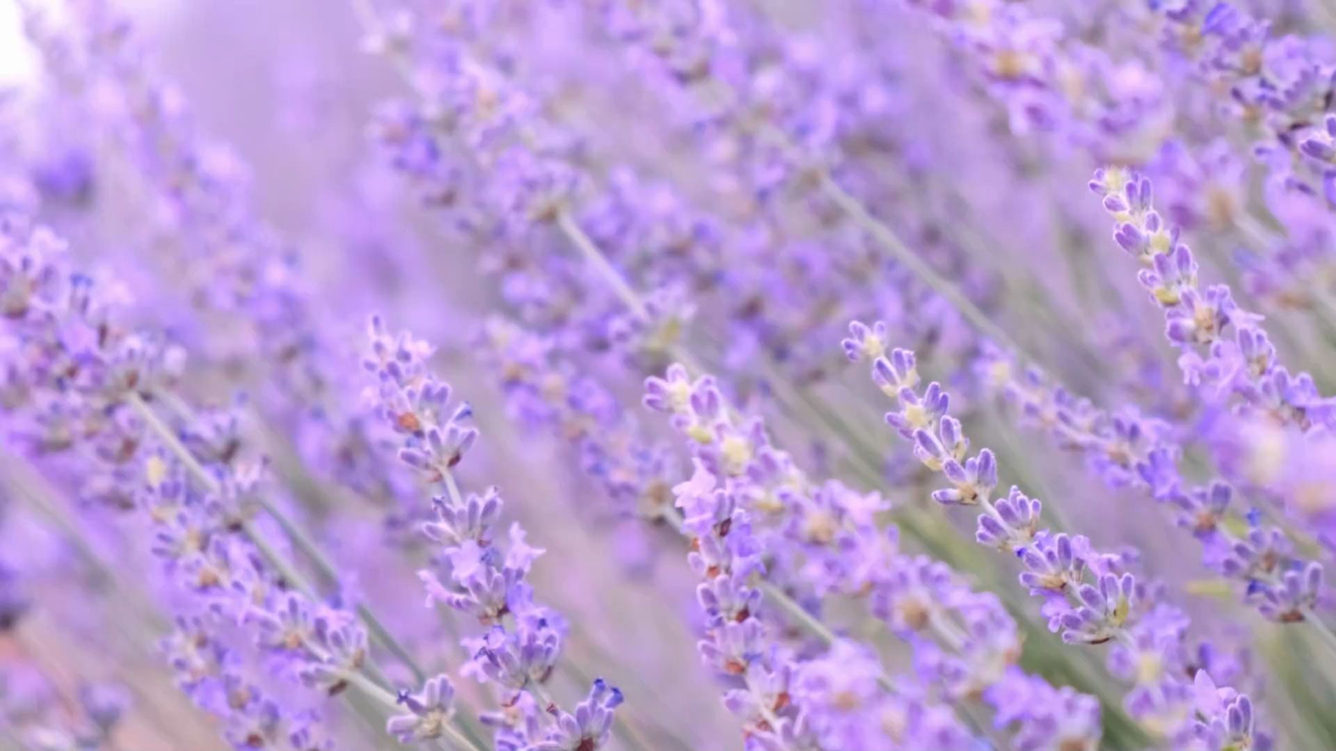 Lavendel: So hilft die Heilpflanze gegen Angstzustände