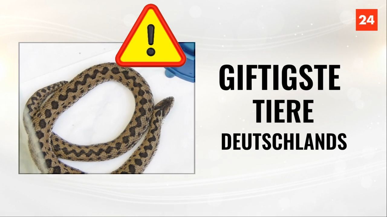 Video: Die giftigsten Tiere Deutschlands