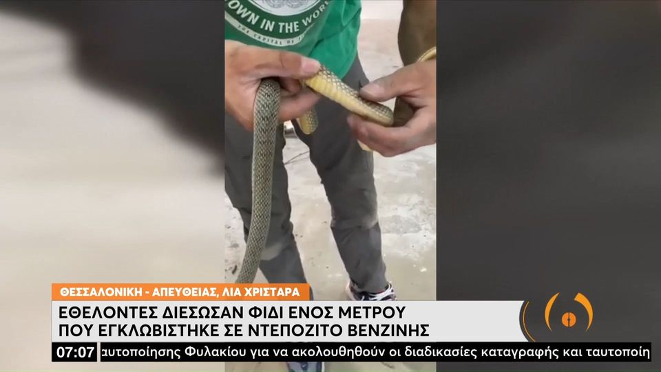 Φίδι ενός μέτρου εγκλωβίστηκε σε ντεπόζιτο βενζίνης αυτοκινήτου (VIDEO)