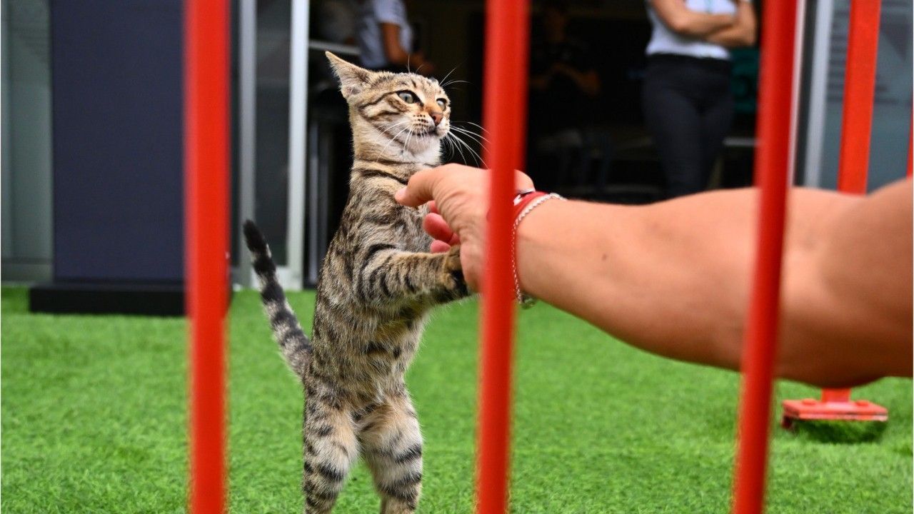 Formel 1: „Safety Cat“ wird zum Star im Paddock