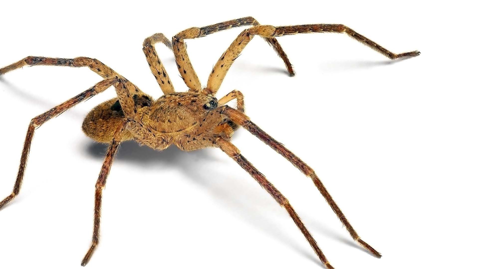 Nosferatu-Spinne breitet sich aus: Das solltet ihr wissen