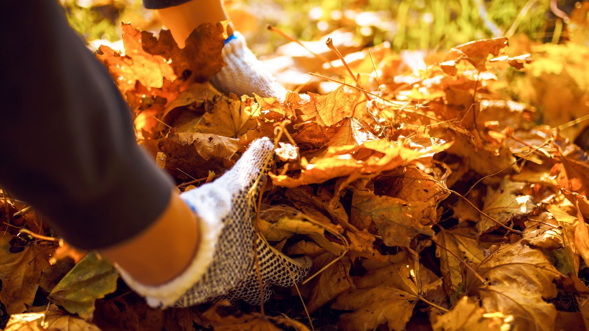 Gartenarbeit im Herbst: Laub richtig entsorgen