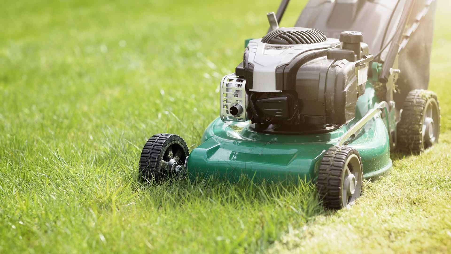 Rasenschnitt nicht wegwerfen! DAS kannst du stattdessen damit tun