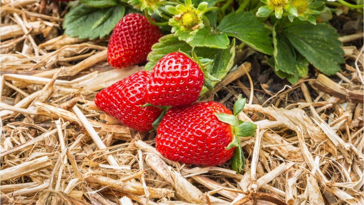 Zur Blüte: Erdbeeren brauchen Bett aus Stroh