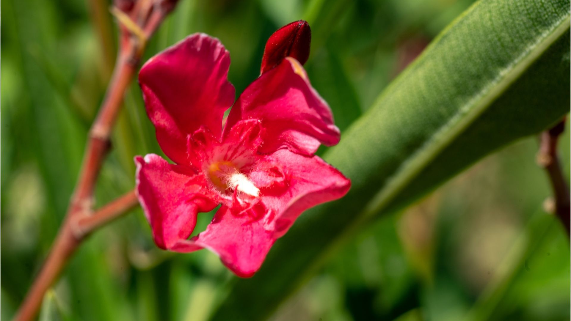 Pest infestation: How to make the oleander healthy again