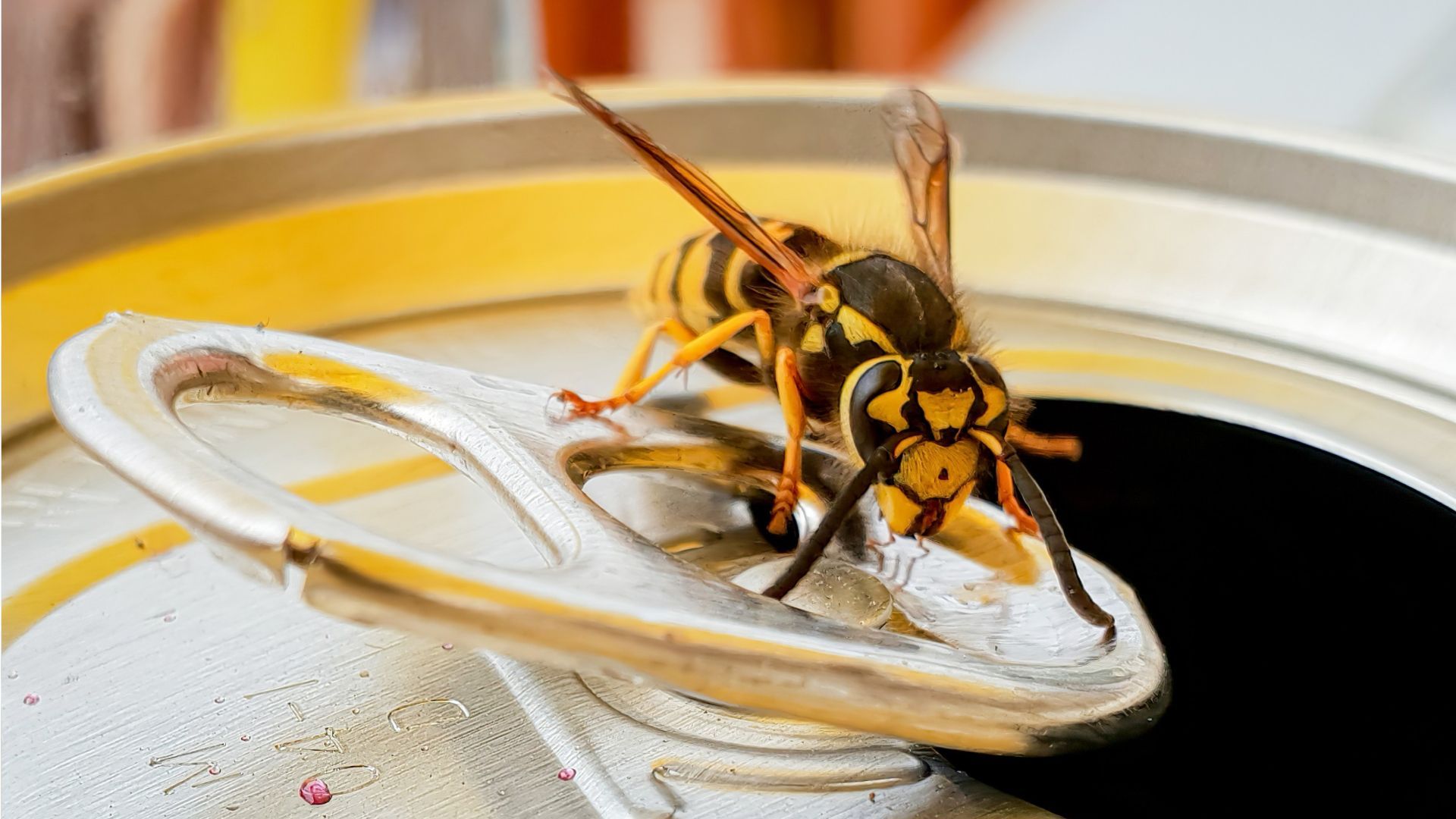 Auf einmal weg: Was passiert im Herbst mit Wespen?
