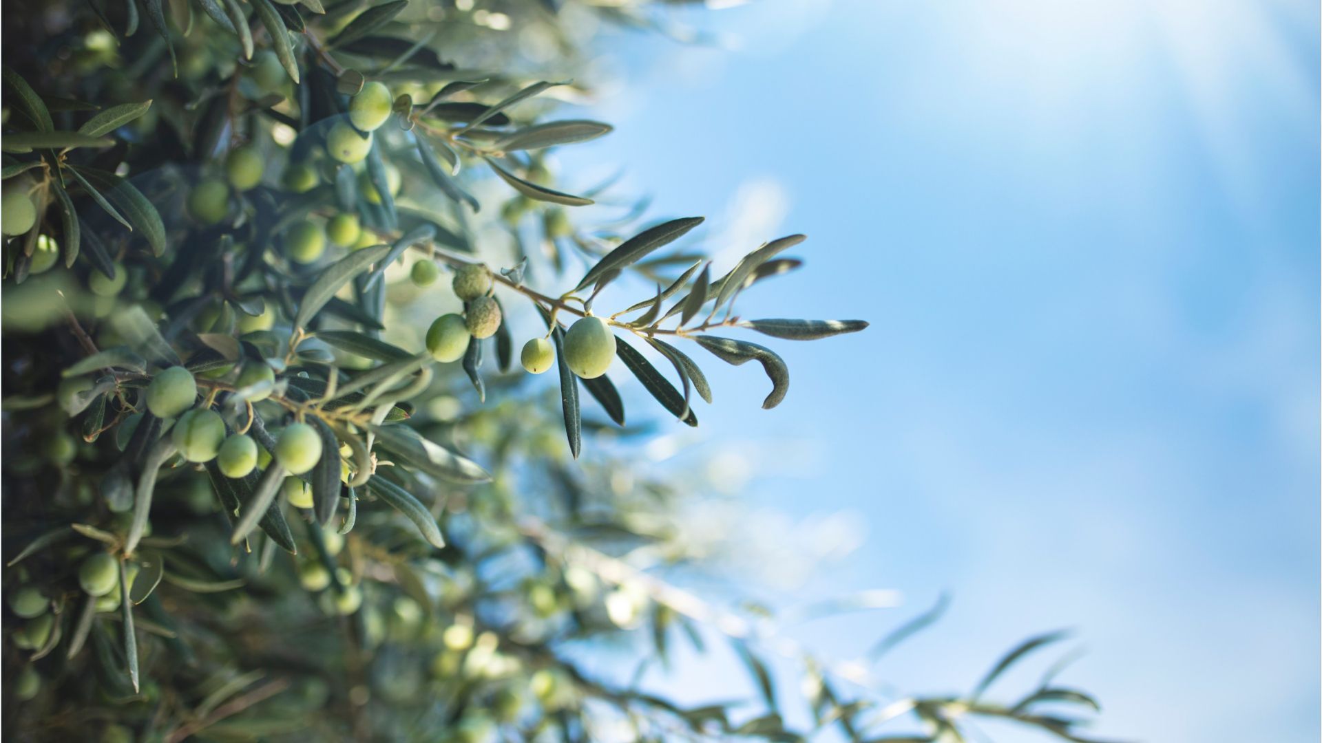 Olivenbaum im Kübel überwintern - so geht's!