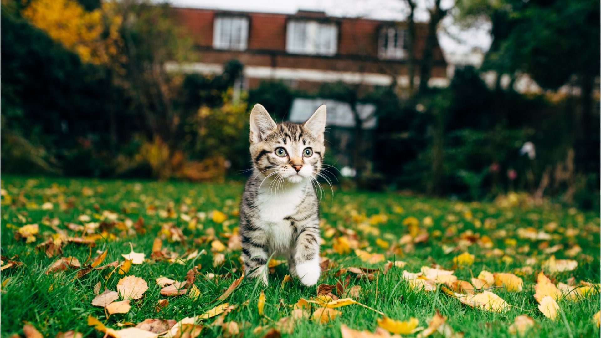 Katze zugelaufen: Das sollten Sie tun