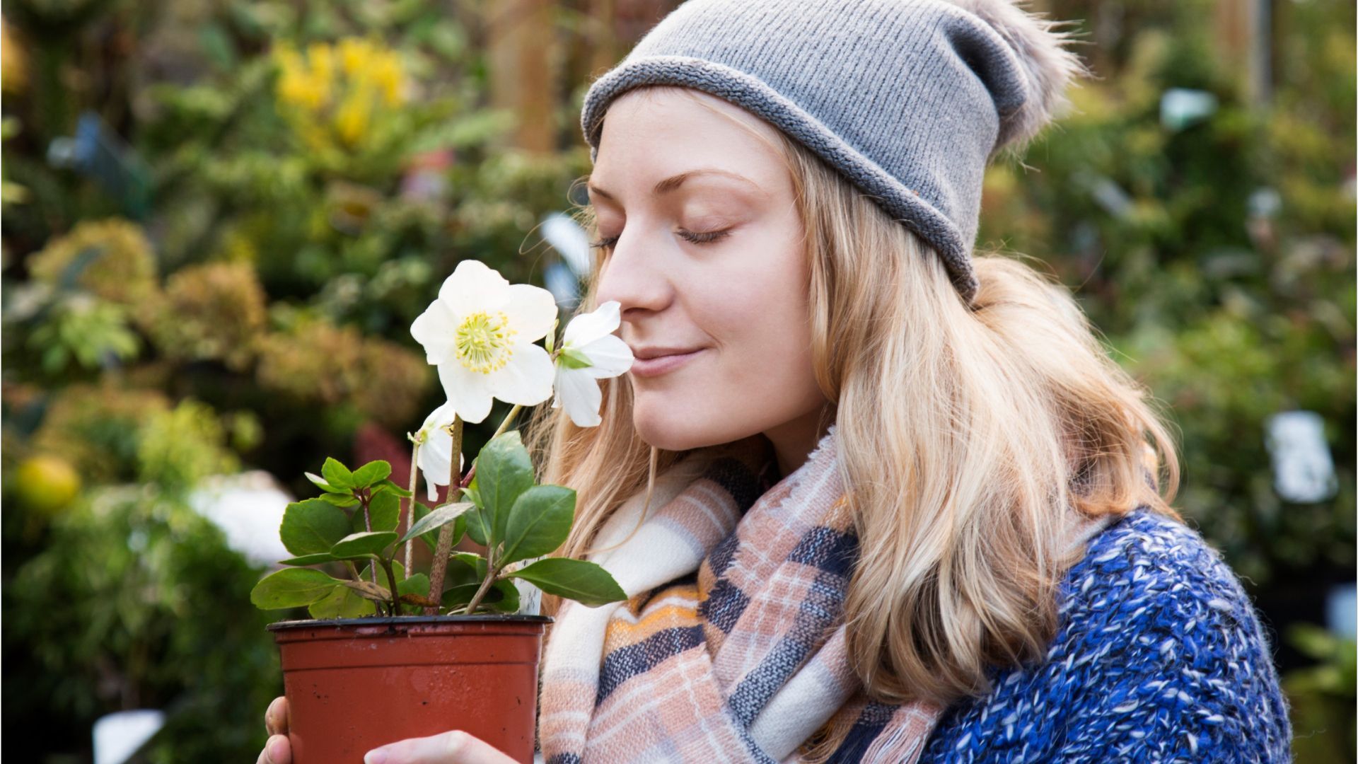 Keine Zimmerpflanze: Das braucht die Christrose