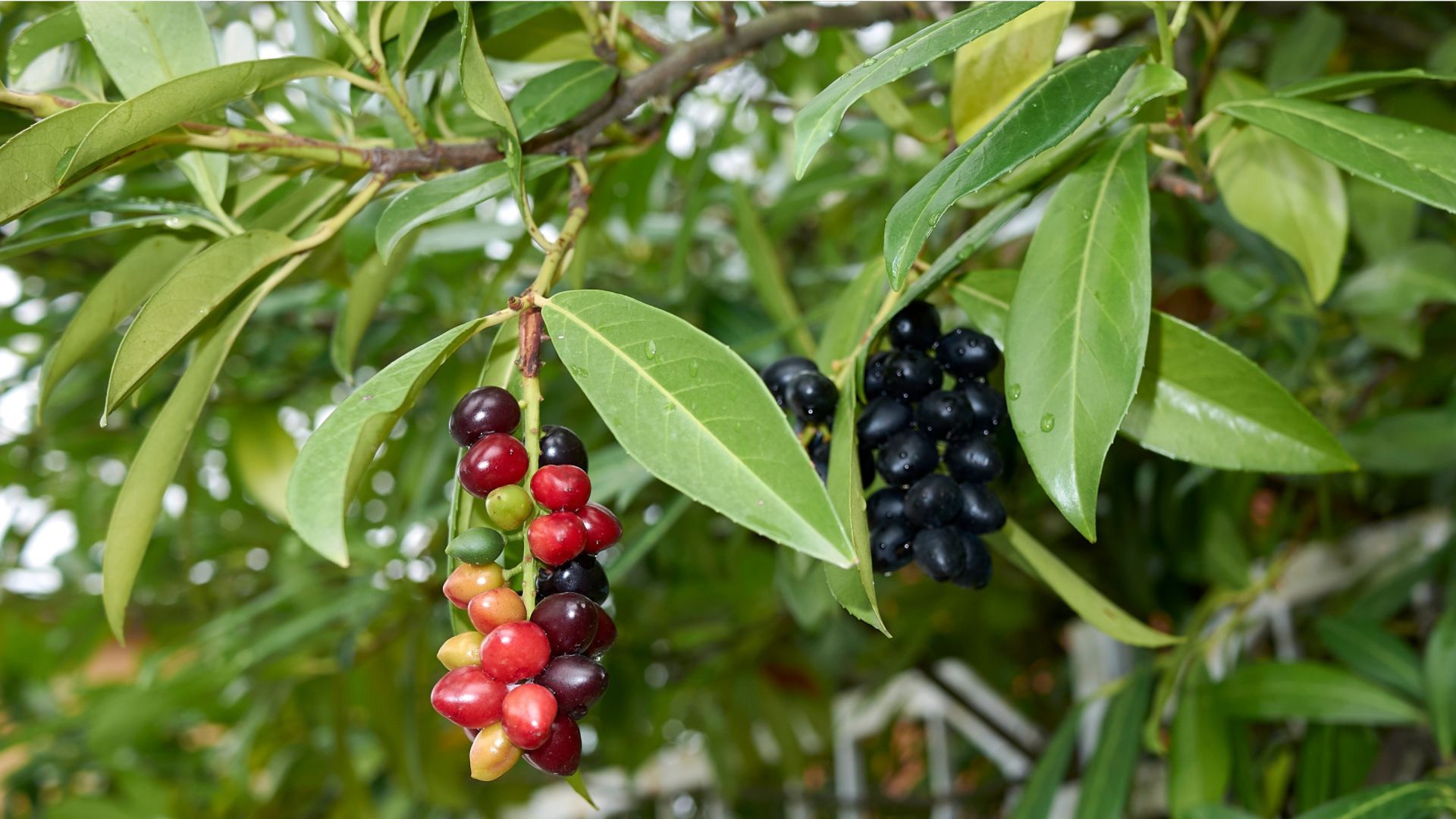 Darum sollten Sie nie Hecken aus Kirschlorbeer oder Thuja pflanzen