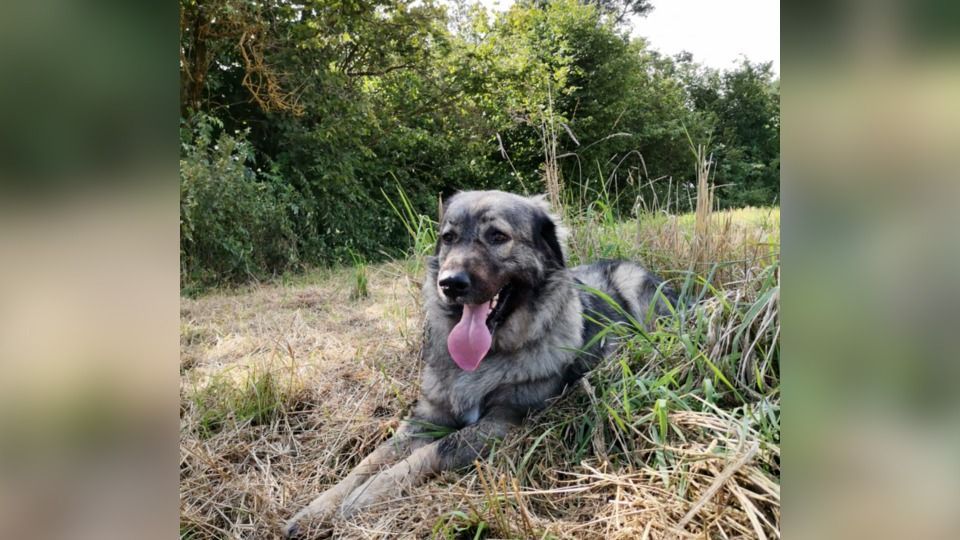 Hund pinkelt gegen Straßenlaterne - und stirbt durch Stromschlag