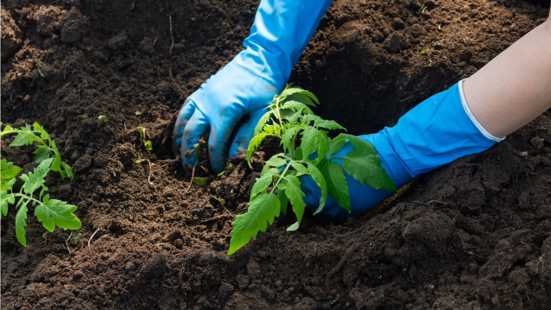 Gärtner aufgepasst: Das sind die vier wichtigsten Gartenarbeiten im Mai