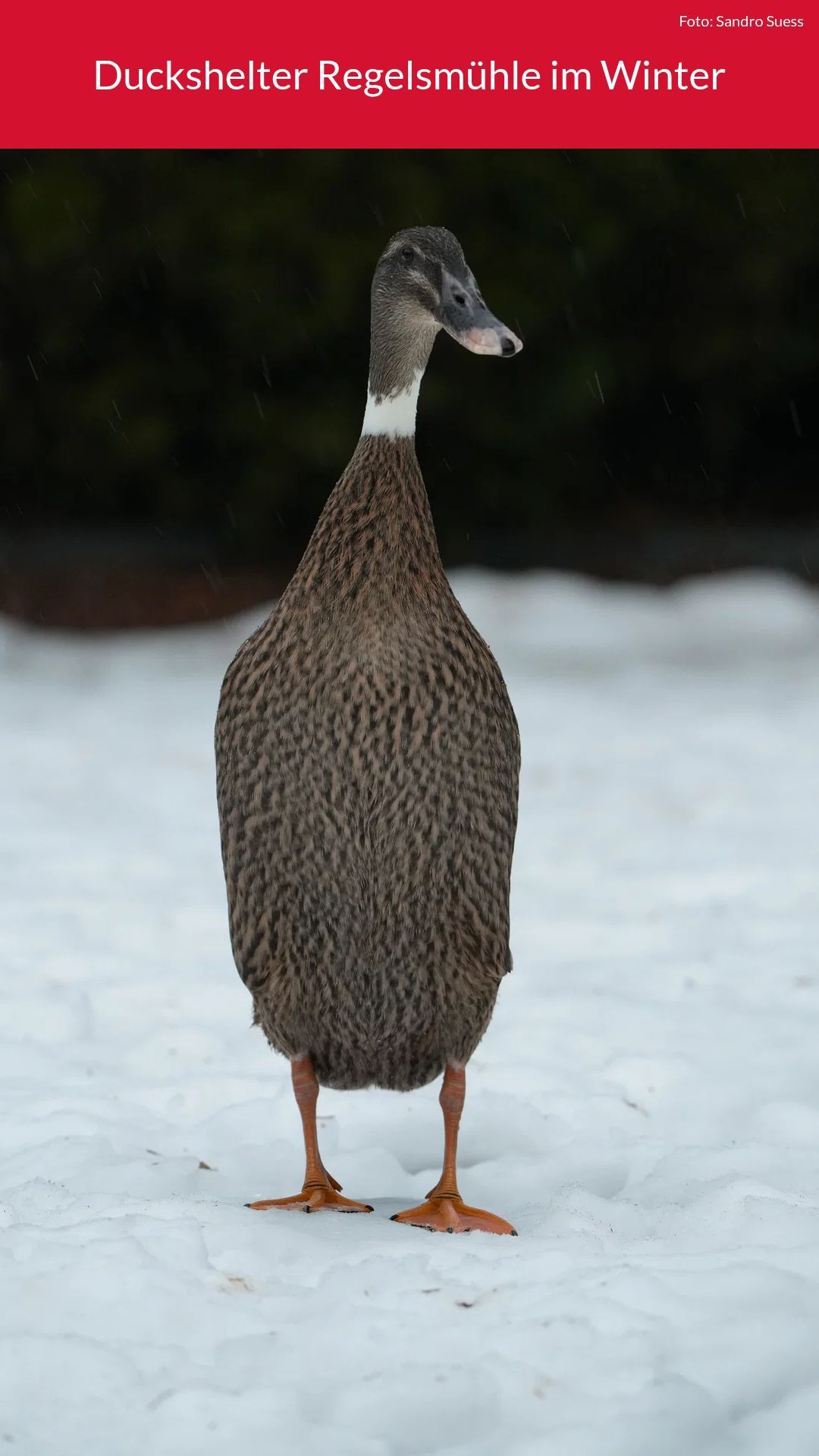Video: Duckshelter Regelsmühle im Winter