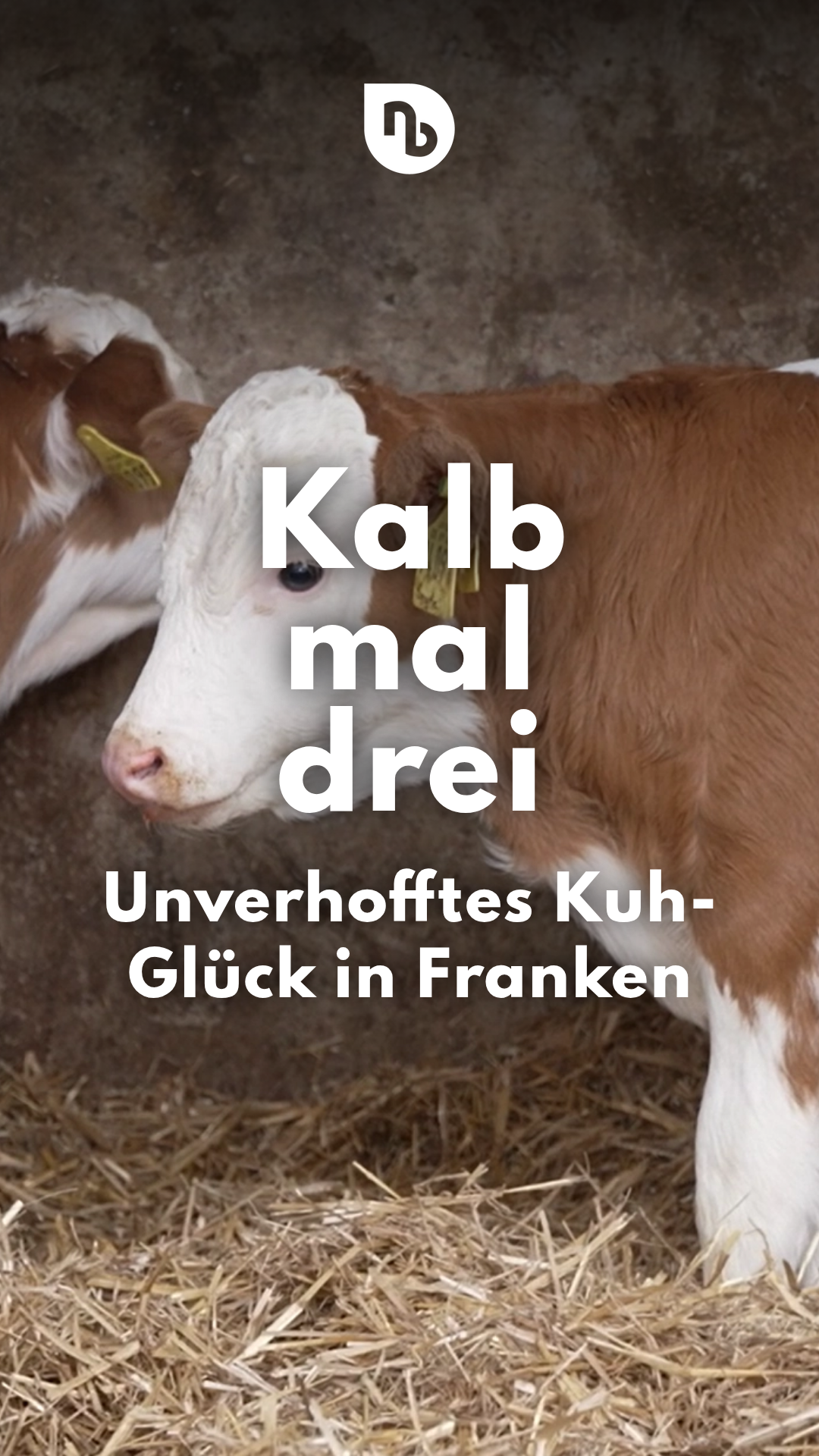 Video: Drei Kälber auf einen Streich: Kuh bringt gesunde Drillinge zur Welt - echte Seltenheit