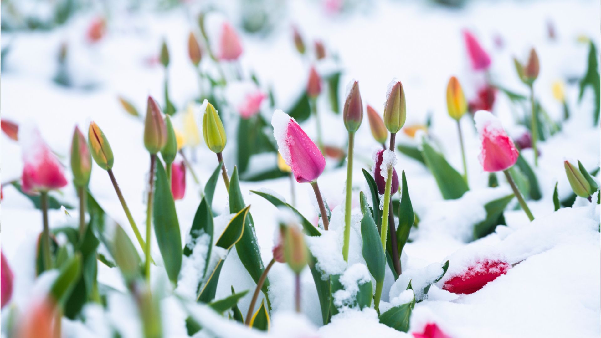 Video: Sonne, Wolken, Regen - Schnee: Aprilwetter pur
