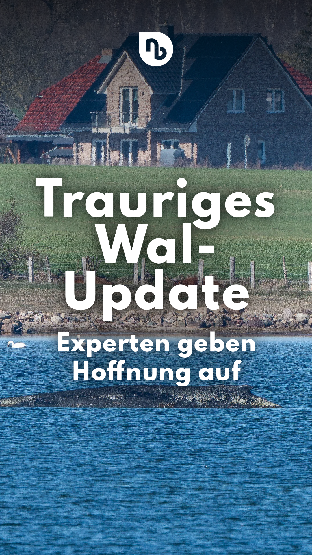Video: Letzte Ruhestätte in Wismarer Bucht: Experten rechnen mit Tod des Buckelwals - Rettung eingestellt