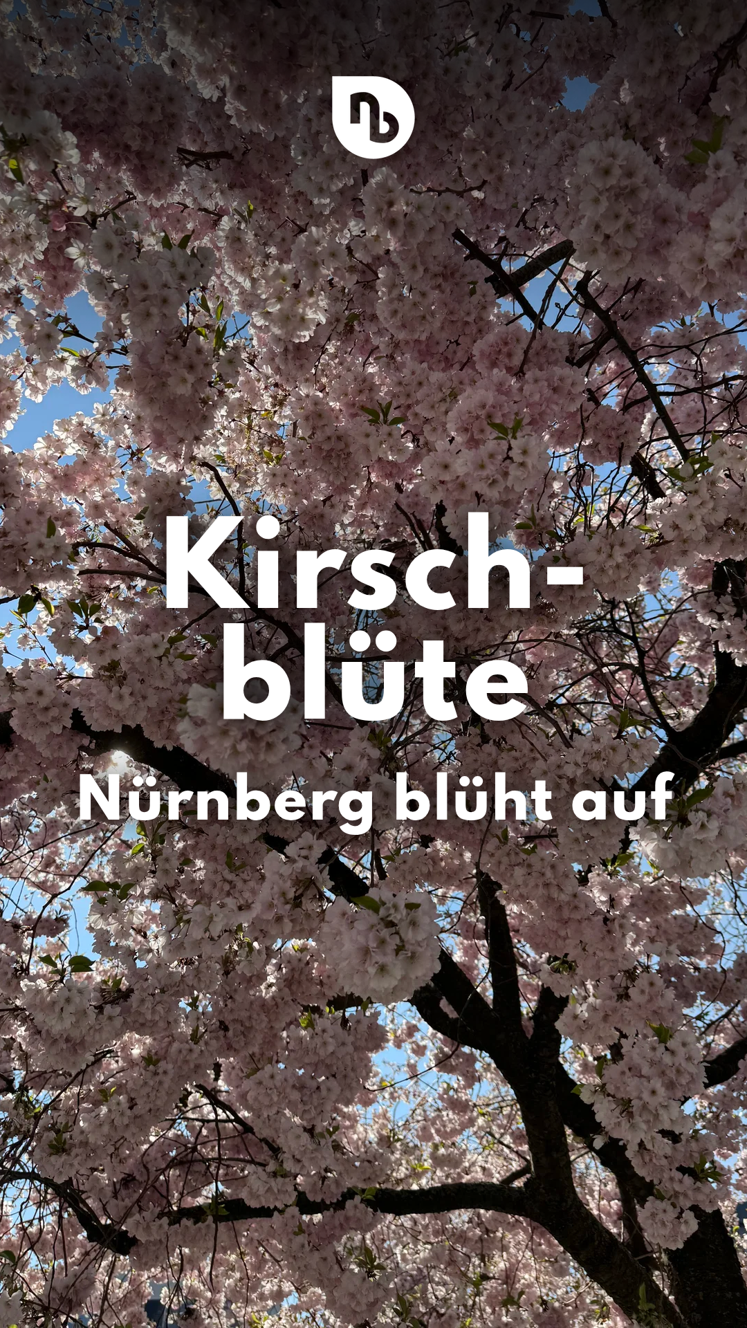 Video: Frühling in Franken: Kirschblüten verzaubern Nürnberg