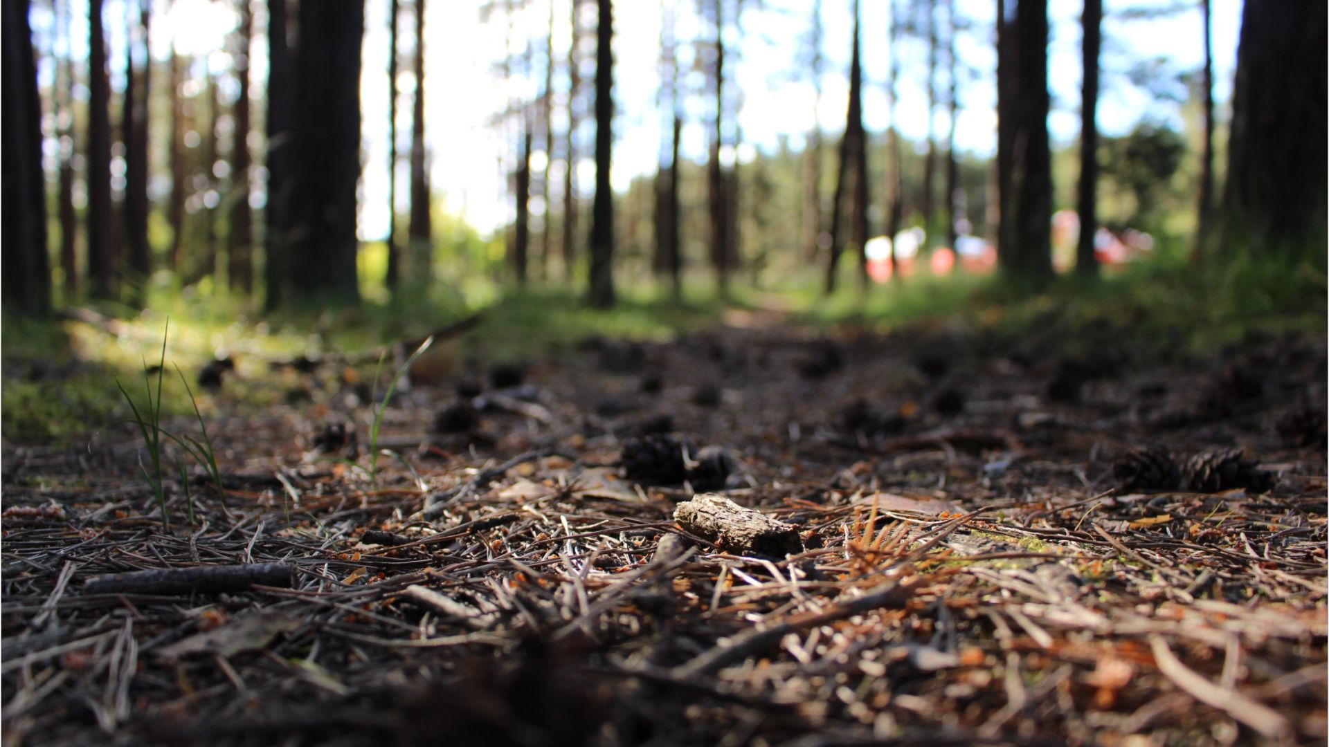 Video: Trockenes Aprilende – Waldbrandgefahr in Bayern steigt