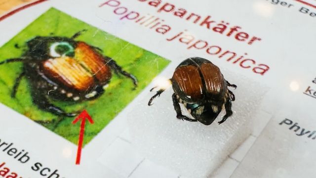 Japankäfer breitet sich aus – erste deutsche Großstadt zieht Konsequenzen